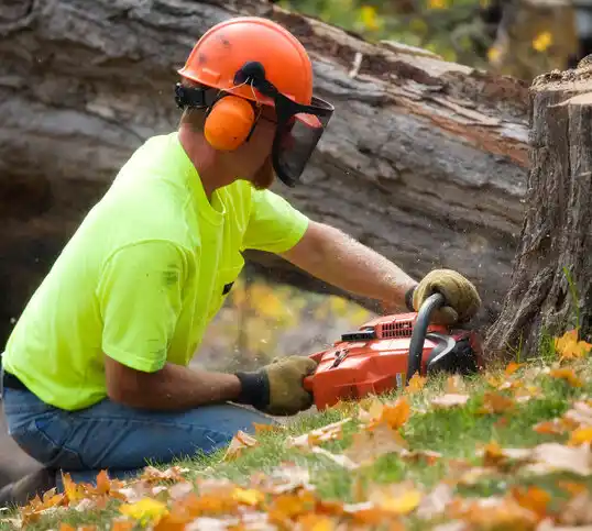 tree services Sardinia